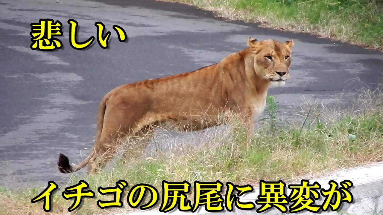 悲しい！イチゴの尻尾に異変が・・・　Lion (ライオン)　多摩動物公園