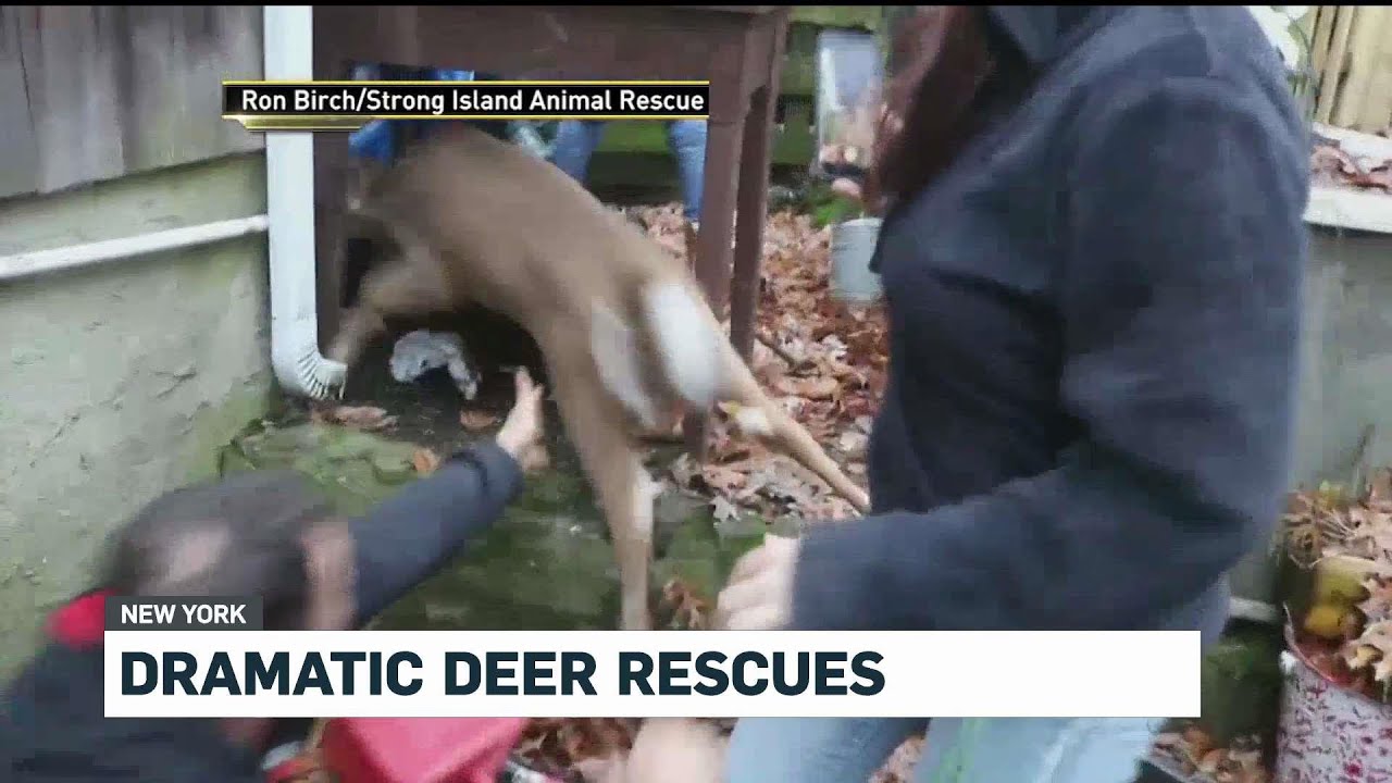Dramatic Deer Rescues Caught on Camera