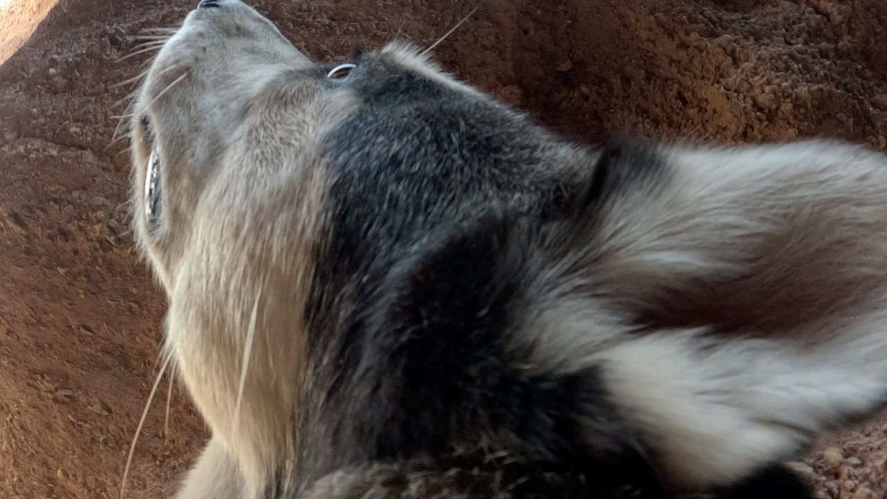 Luna Cam:  Luna takes on the Squeeze  |  Imperial County, CA