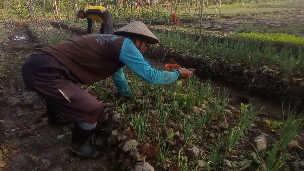 PAK BUDI PINDAH TANAM SAYUR SAWI
