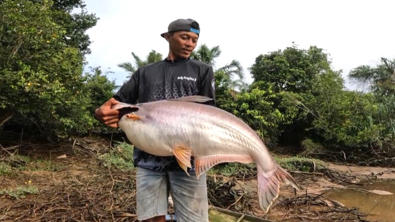 Mancing liar !! Terciduk nya ikan berumur puluhan tahun penghuni lubuk sungai patin