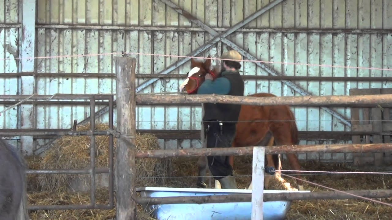 A Pankaszról megmentett hatvan ló sorsa három hónap elteltével