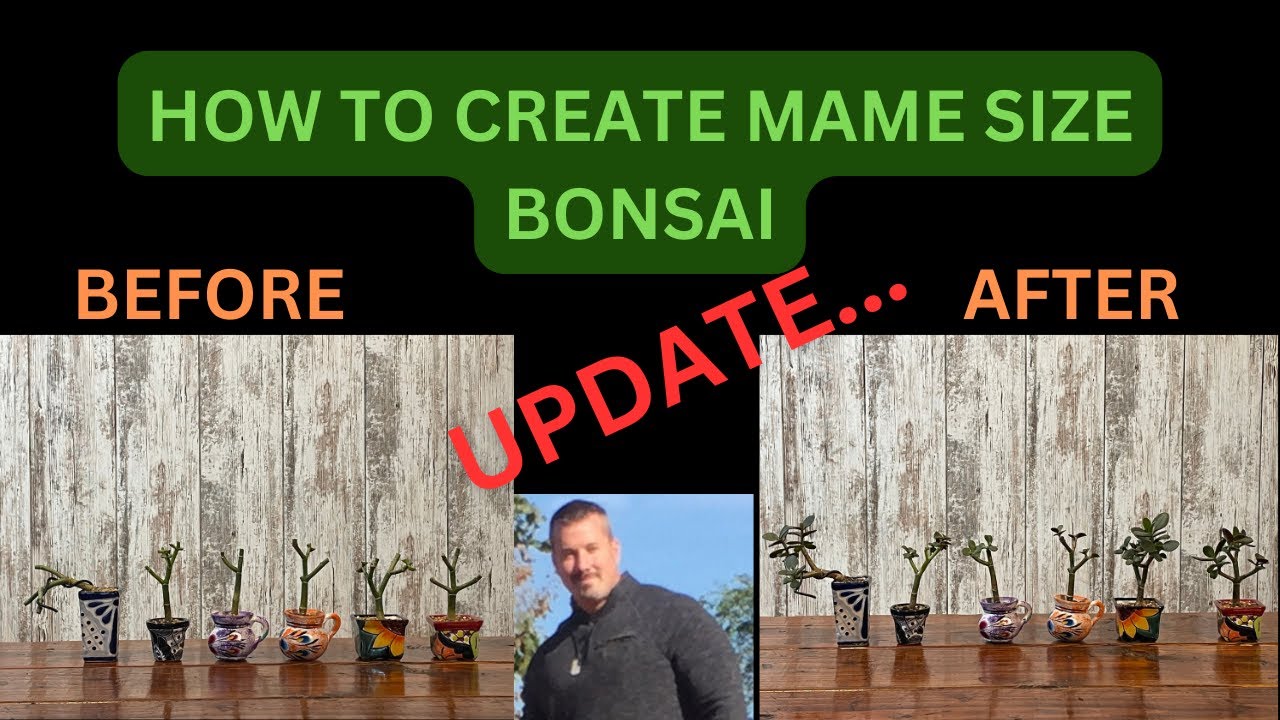 UPDATE ON 6 MAME SIZE BONSAI