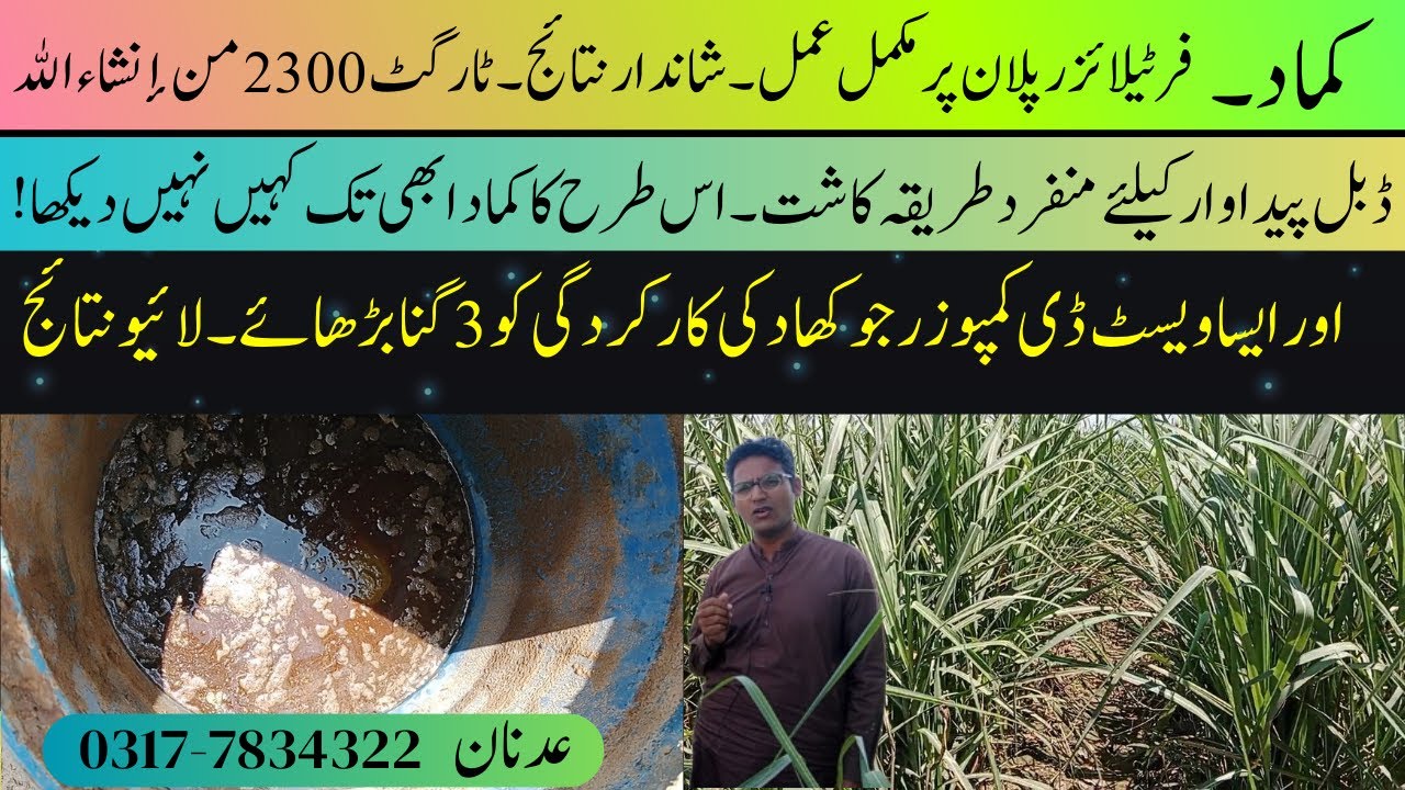 Best Fertilizer Plan to Get Double Sugarcane Yield @CyberAgriExtension Unique Sowing method | OWDC