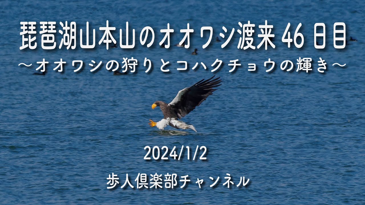 琵琶湖山本山のオオワシ渡来46日目　観察日　2024年１月２日　　長浜、オオワシ、おばあちゃん、狩り、飛翔、コハクチョウ、オオヒシクイ、マガモ、カワアイサ、ミサゴなど