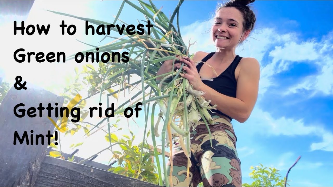 How to harvest Green Onions & Getting rid of Mint! #homegarden #desertgarden #growyourownfood
