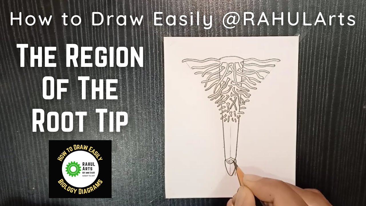 How to draw region of the root tip