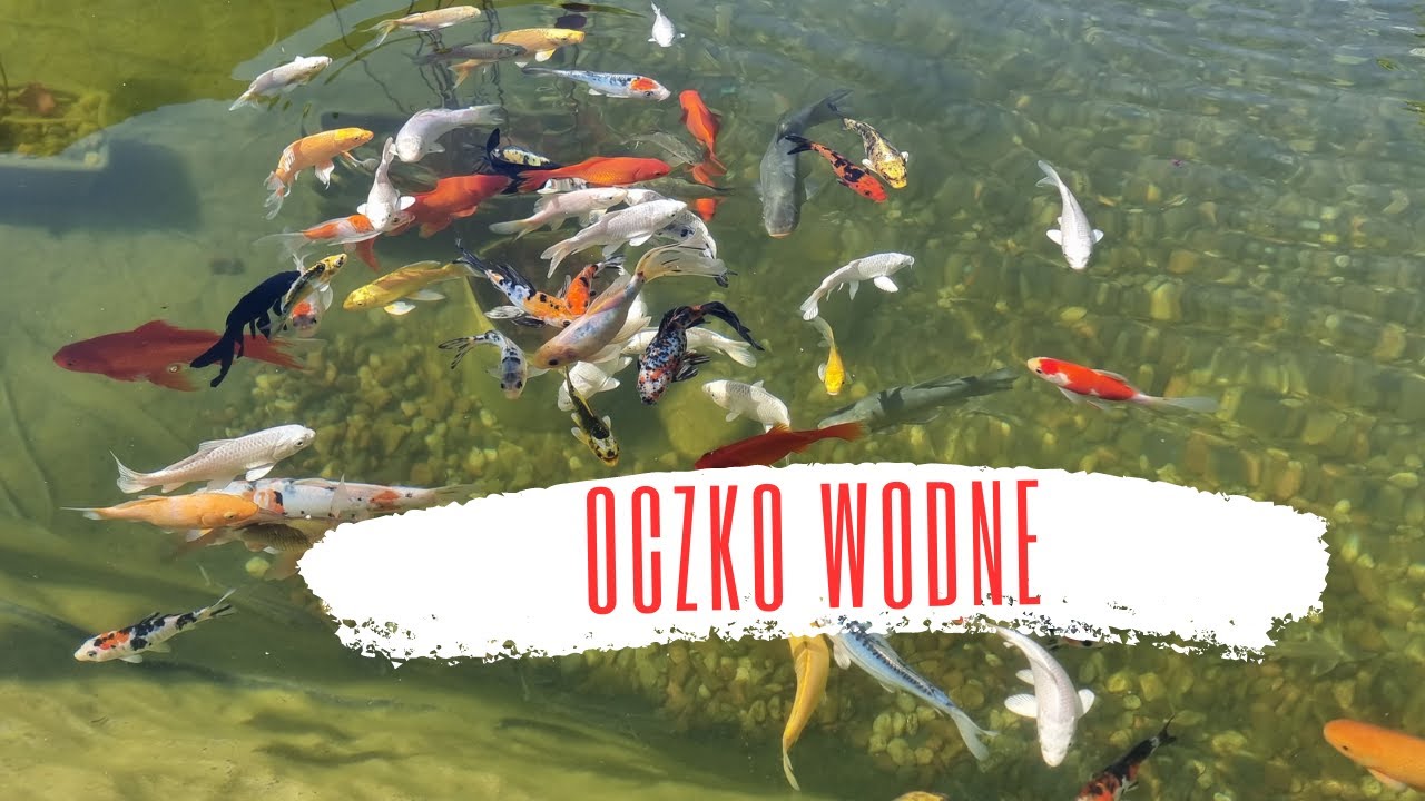 Oczko wodne 32 tys litrów