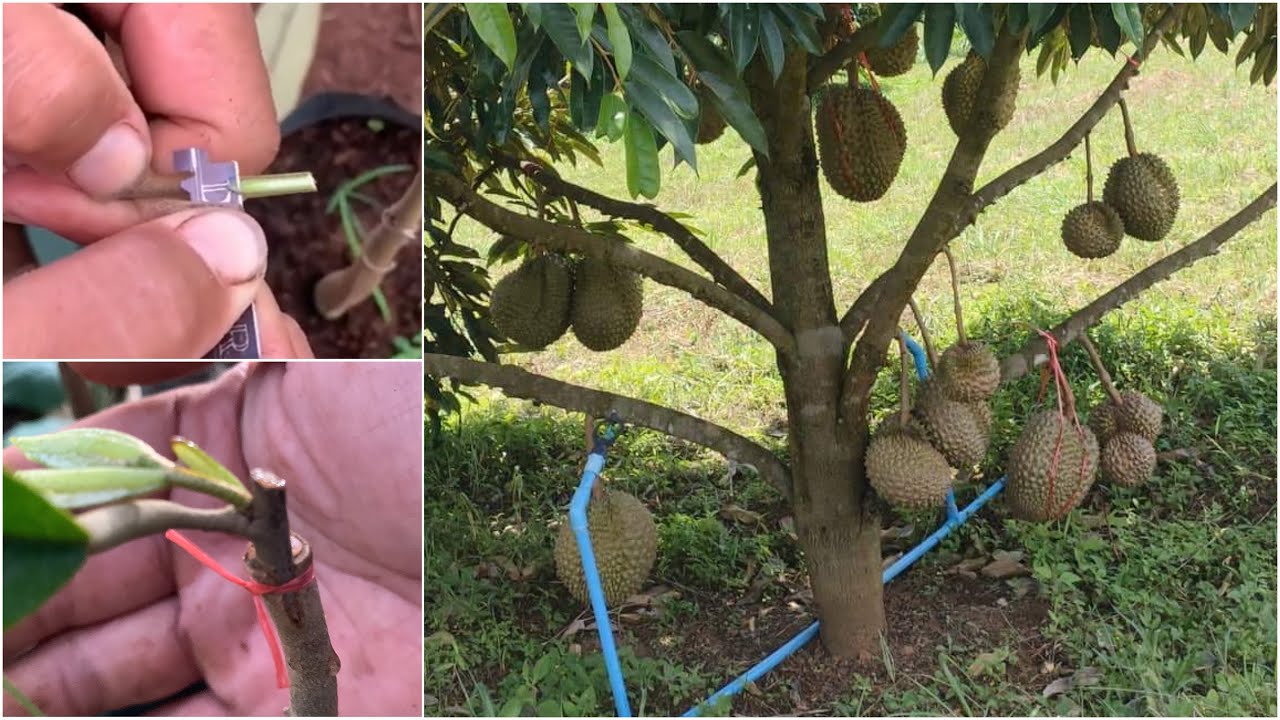 Grafting durian growing from seed (mustang king durian )