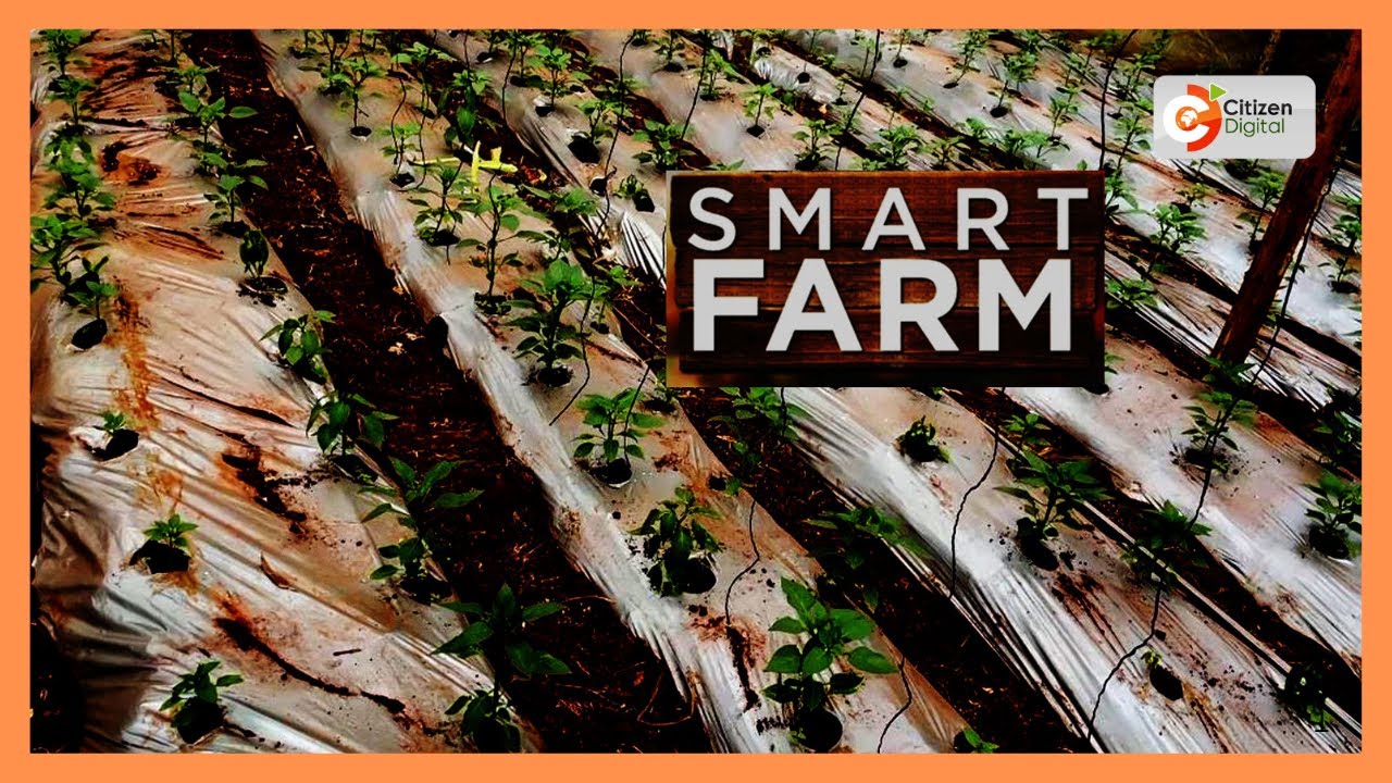 Smart Farm : Kiambu farmers fuse greenhouses and mulching to boost yields