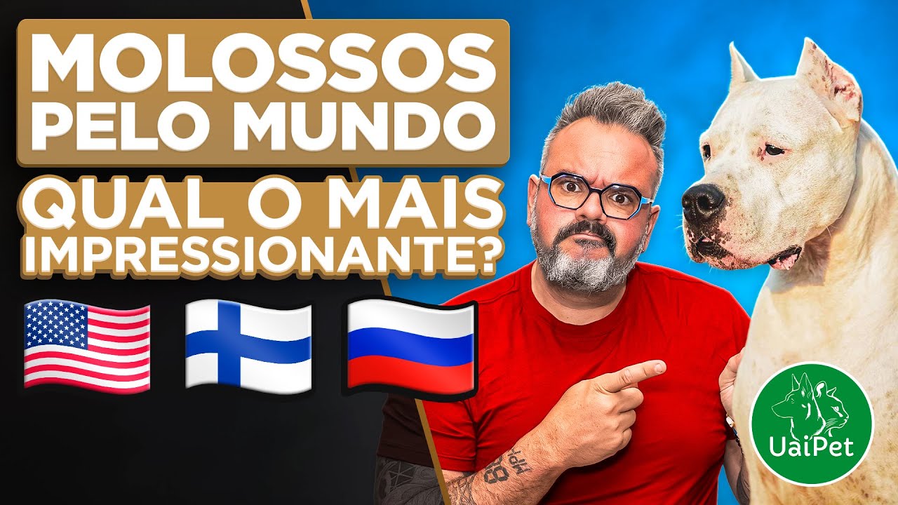 Molossos Pelo Mundo: Quem &eacute; o Verdadeiro Rei dos Molossos? | Cinofilia Digital