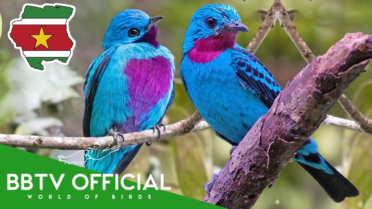Birds of Suriname | Most Beautiful Birds Found in Suriname You've Never Seen | BBTV Official