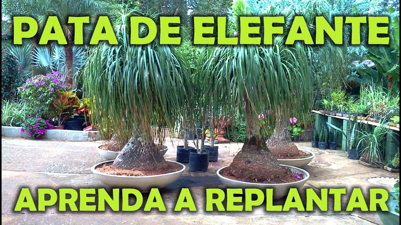 PATA DE ELEFANTE - APRENDA A REPLANTAR