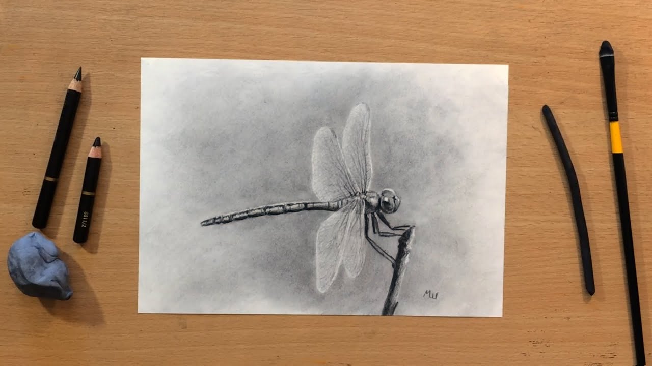 How to Draw a Dragonfly in Charcoal
