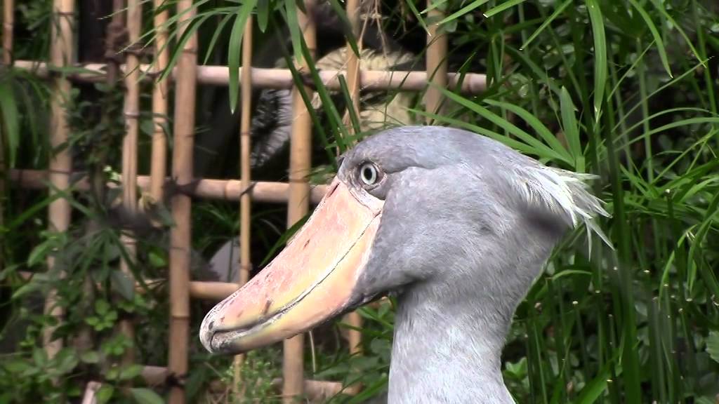 Balaeniceps rex gazes at you / あなたを見つめるハシビロコウ