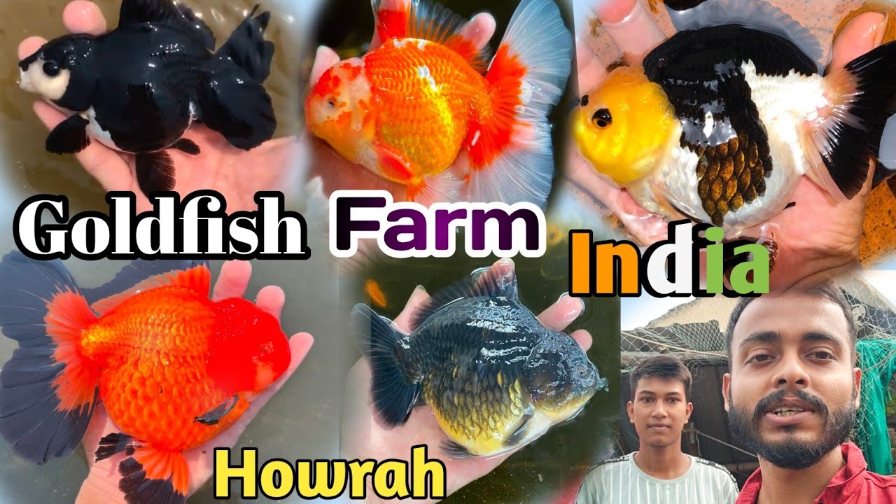 GOLDFISH only AQUARIUM SETUP | Goldfish | Aquarium Fish Farm | Most Popular Fish | Cute Animal's