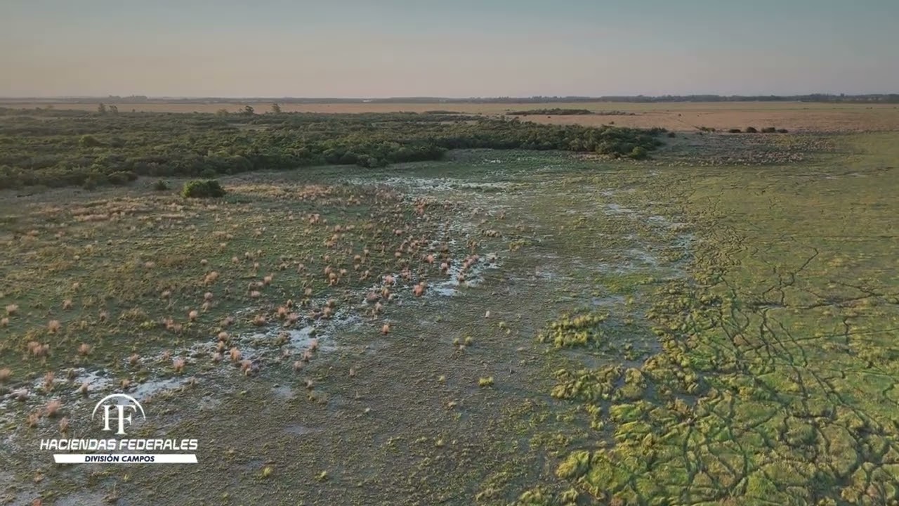 Campo en Venta en Corrientes sobre Ruta Nacional 118 | 409 Has en Saladas
