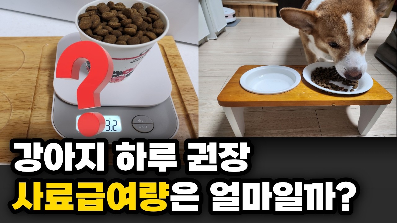 정확하고 간단한 사료 급여량 완벽정리(종이컵으로)