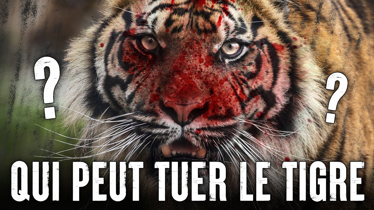 5 ANIMAUX qui pourraient VAINCRE un TIGRE