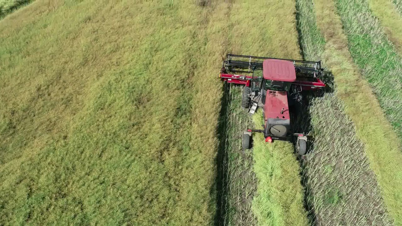 (Canola swathing)  andainage COLZA 2021 avec Case WDX 901