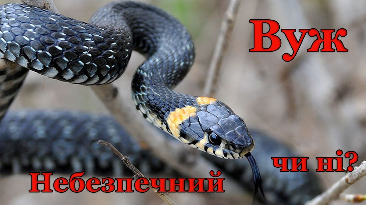 Вуж звичайний. Чи потрібно його остерігатися. Змії України.
