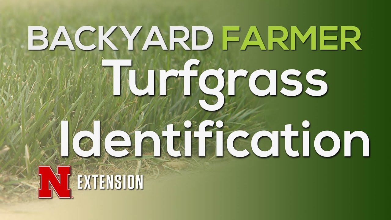 Turfgrass Identification