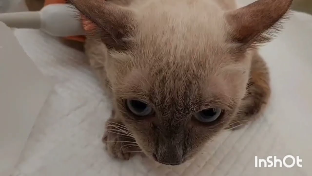 แมวอ้าปากหายใจหายใจลำบากหอบ#โรคหัวใจในแมวและการดูแลแมวน้ำในช่องอก🩺🐱💜