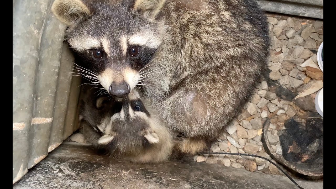 Raccoon Removal 