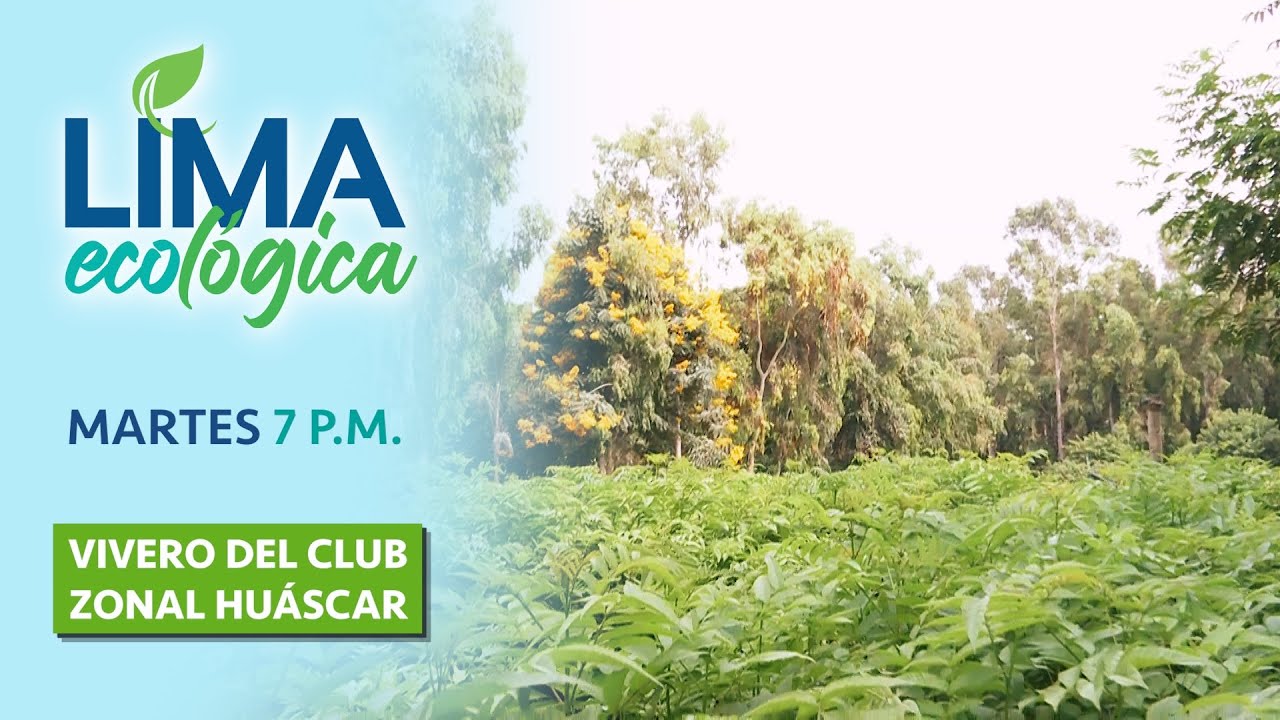 Lima Ecológica: Sembramos árboles en el vivero del club zonal Huáscar
