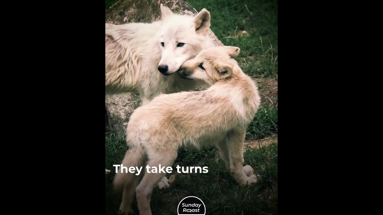 14 Weirdest Animal Parenting Styles