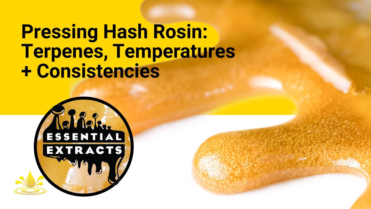 Pressing Hash Rosin: Terpenes, Temperatures, and Consistencies