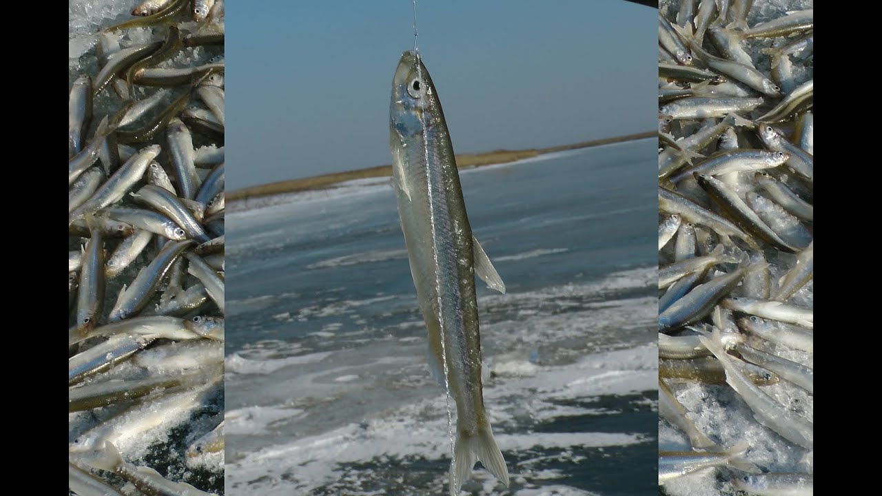 Подледный лов. Морская малоротая корюшка - Писуч. часть №3. О наживках .