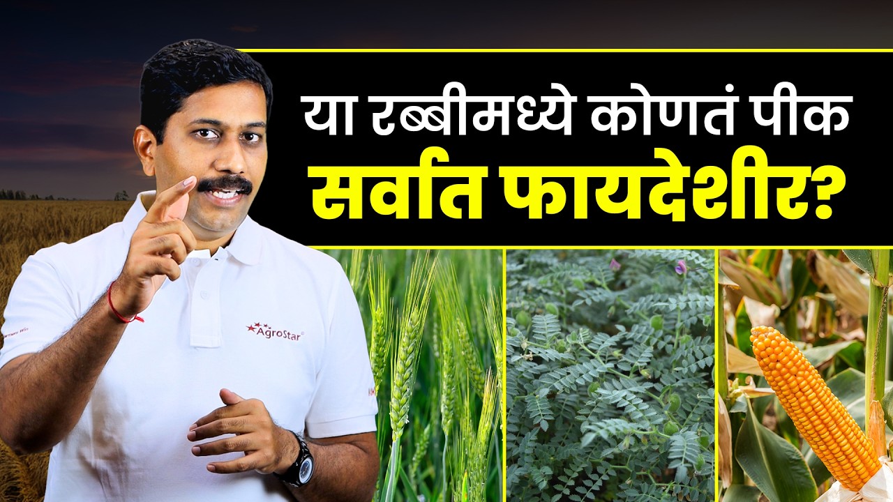 🌱 Rabi Crops Planning 2025 | 💡 चना, गहू, मका आणि कांदा &ndash; कोणतं पीक सर्वात फायदेशीर? | AgroStar