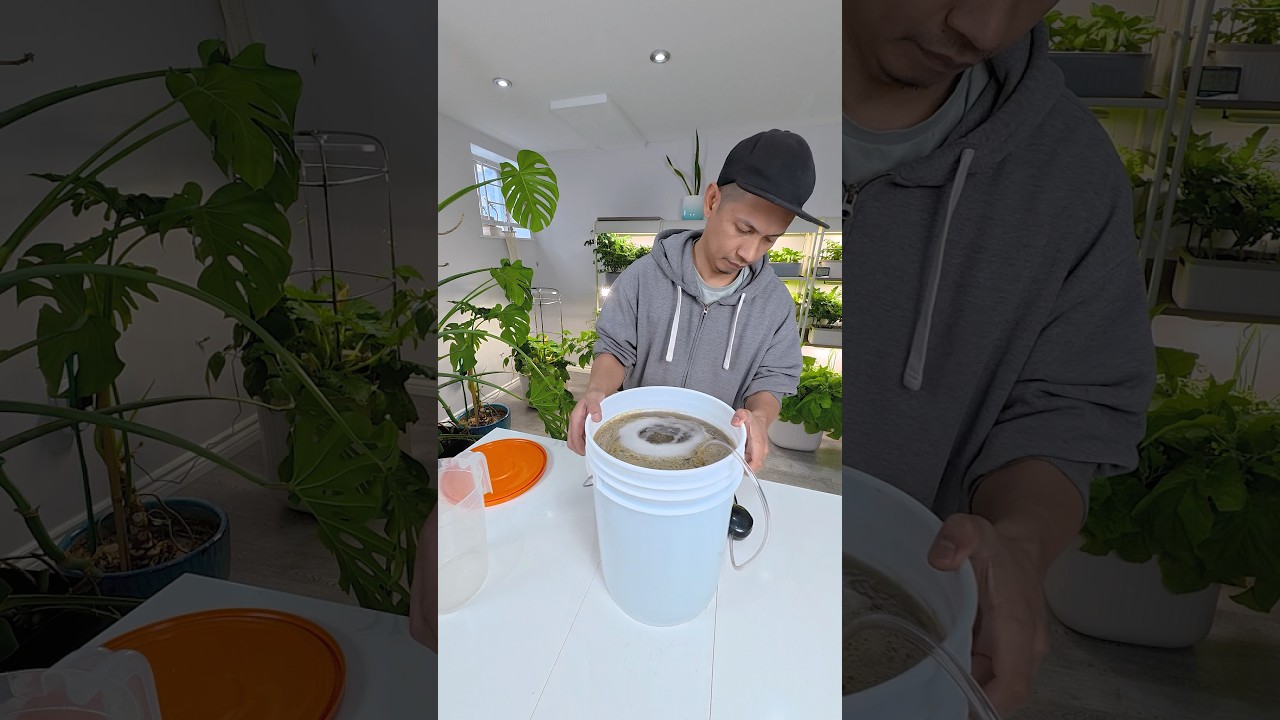 Homemade compost tea for the garden! 🌱