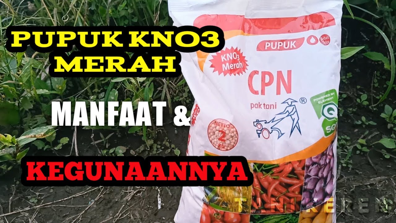 Review KNO3 Merah; manfaat dan kegunaannya
