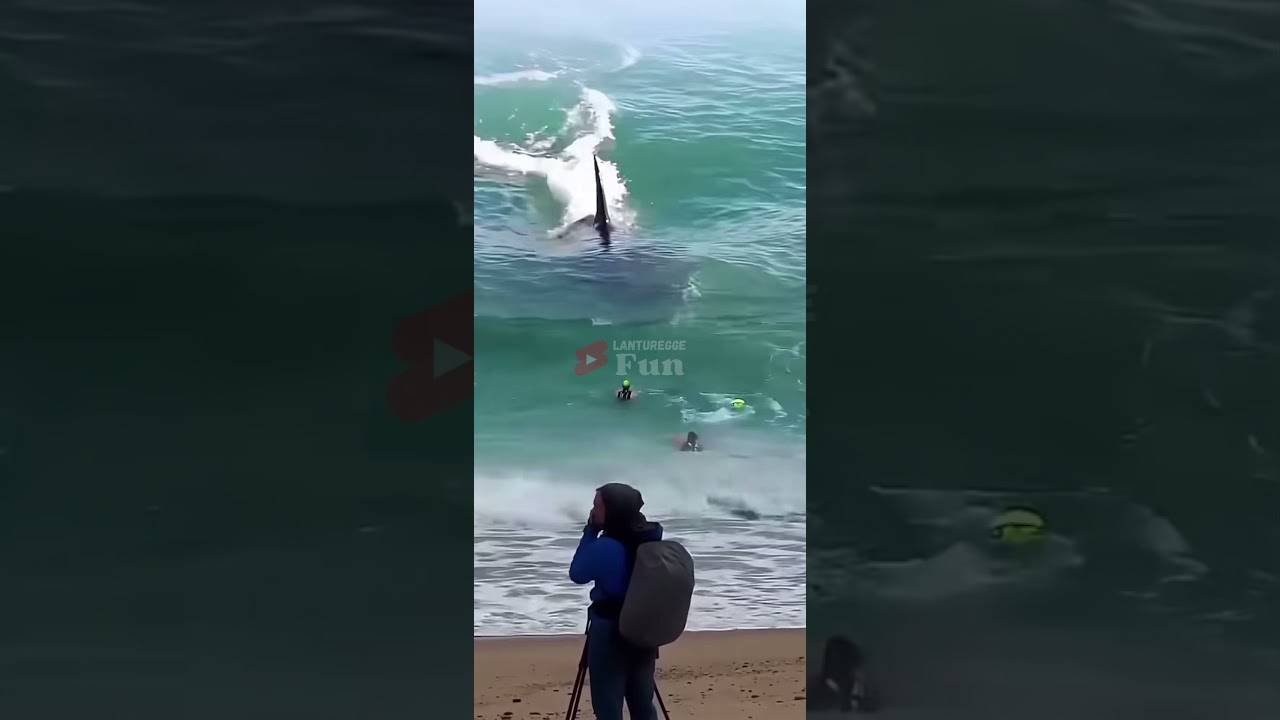 AMAZING! WHale LOOKING AT BEACH VISITORS #shark #amazing