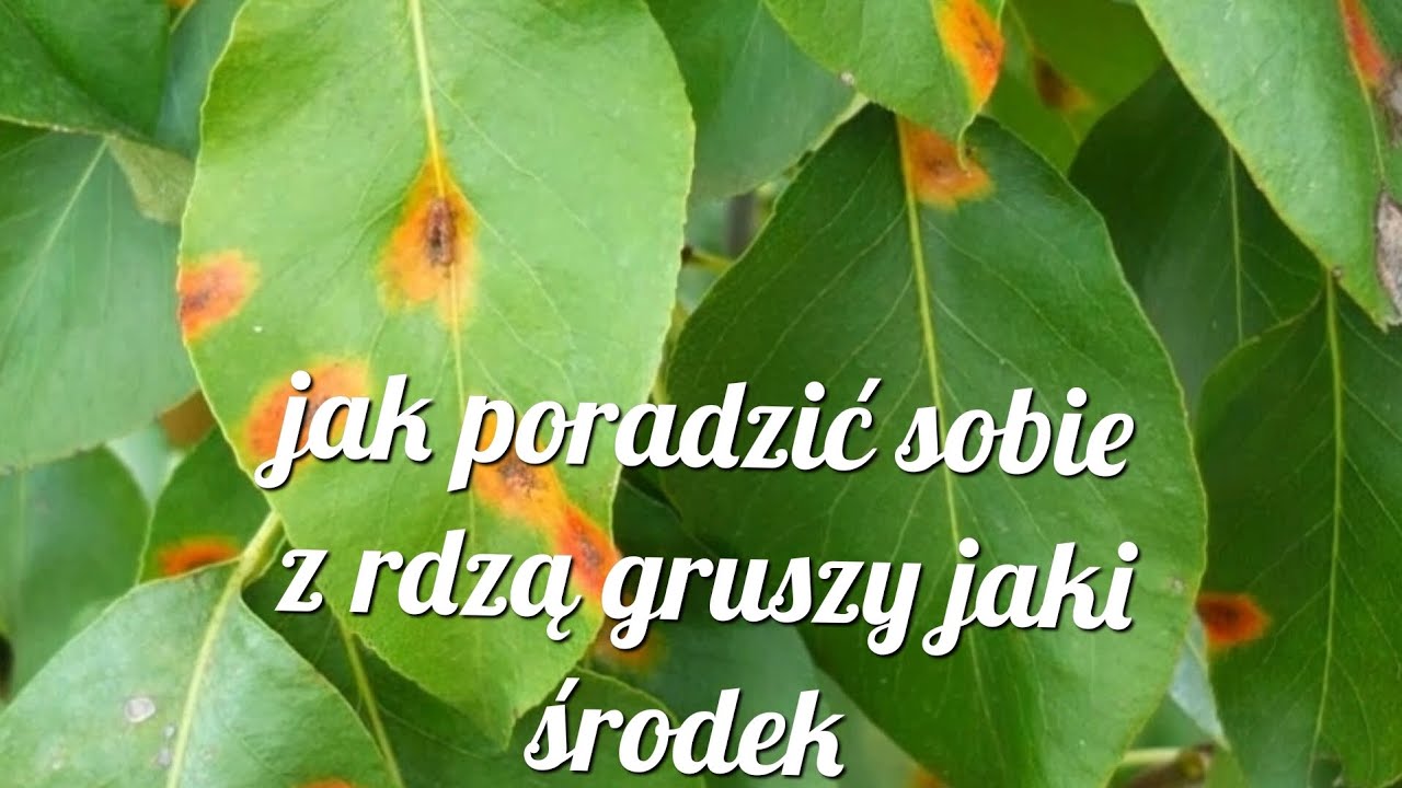 jak poradzić sobie z rdzą gruszy jaki środek