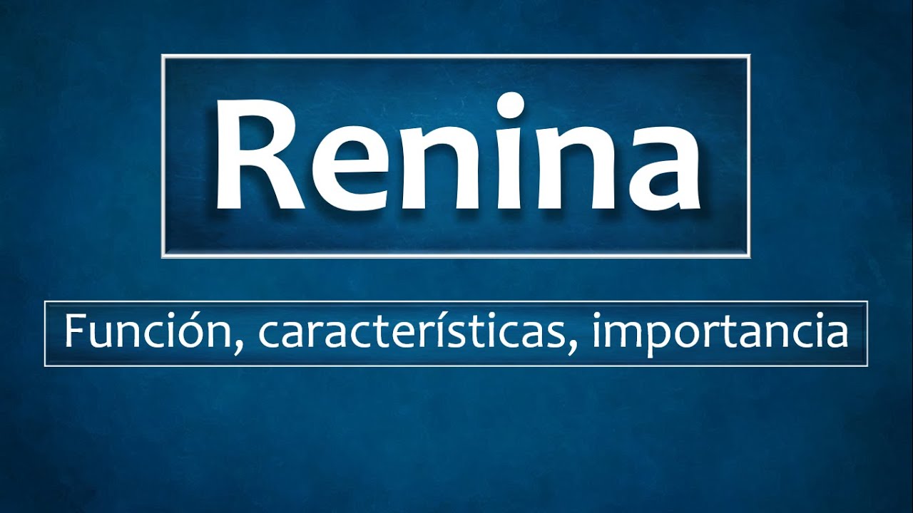 ✔ Renina: Funci&oacute;n, caracter&iacute;sticas, importancia, estructura 🔵// Renin: Function, characteristics