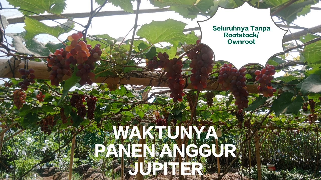 Anggur Jupiter USA ditanam Ownroot dengan pupuk full organik siap panen⁉️