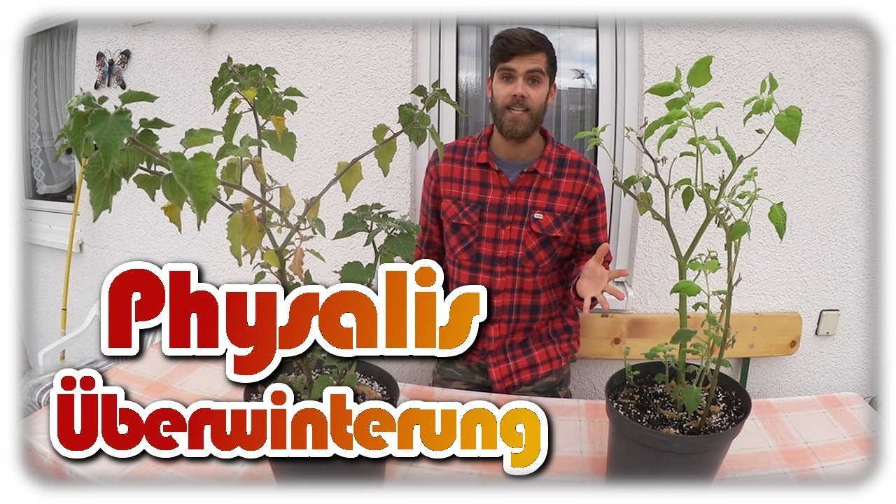 Physalis überwintern | Vergleich Rückschnitt und kein Rückschnitt nach 10 Wochen