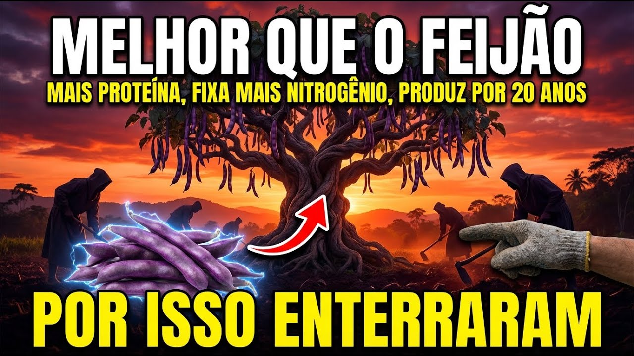 Melhor Que O Feijão: Mais Proteína, Fixa Mais Nitrogênio E Produz Por 20 Anos!