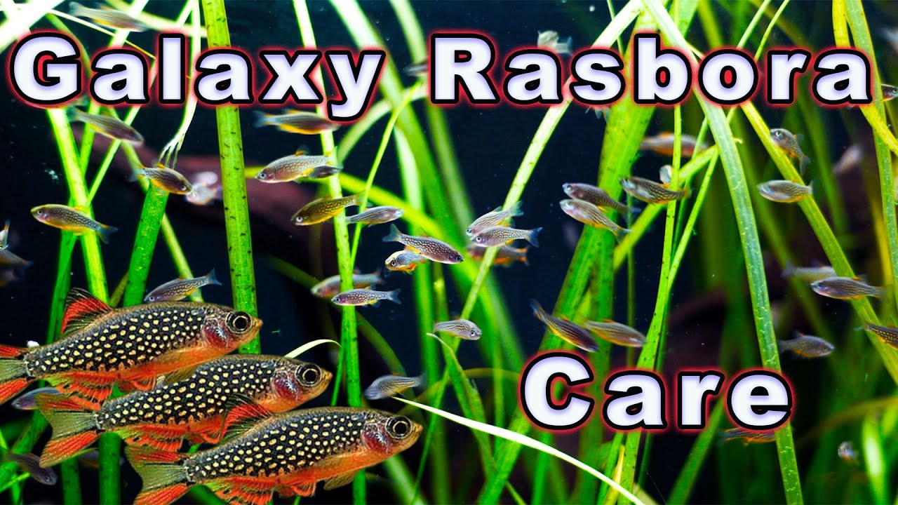 A Fish That is Out of This World! Galaxy Rasbora Care and Breeding