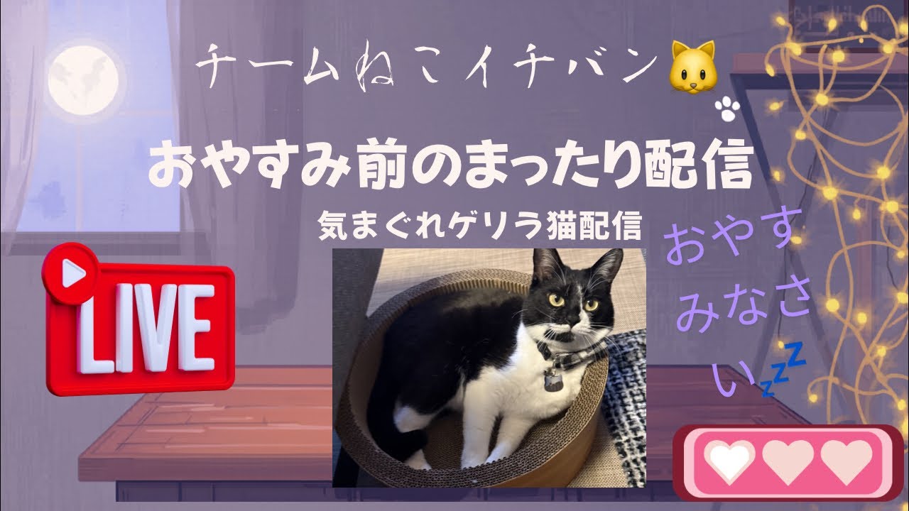 おやすみ前のちょこっと猫配信🐾まったりしておやすみくださいね🐱💤