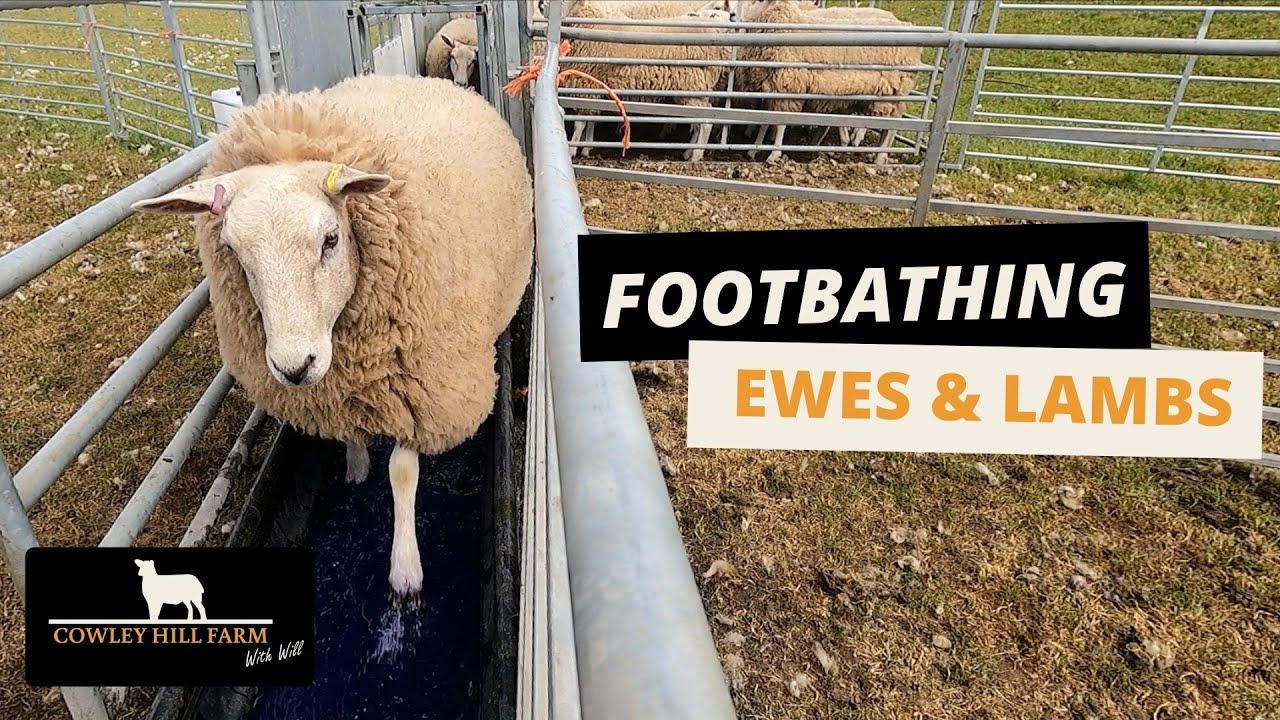 FOOTBATHING EWES & LAMBS