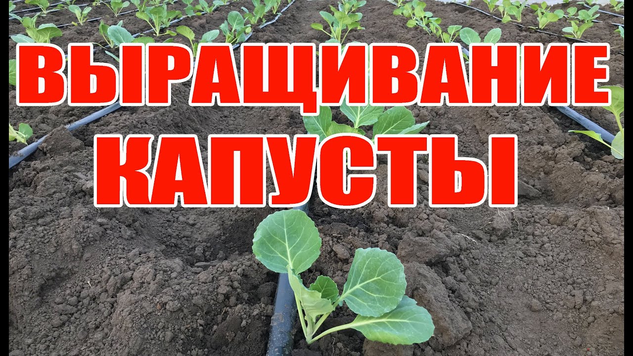 Рассада капусты для раннего урожая !  Выращивание капусты в открытом грунте