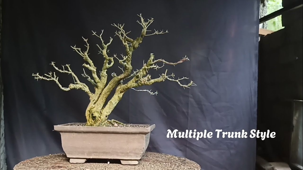 Triple Trunk Style Bonsai Workshop |
