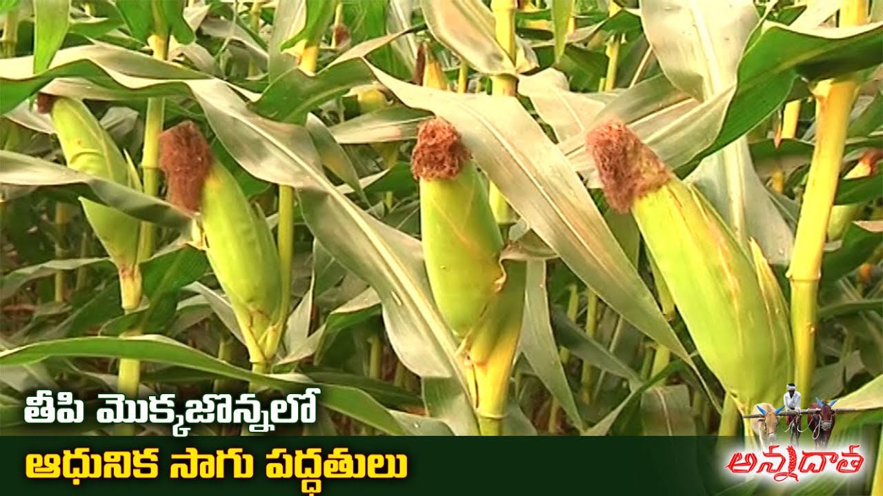Sweet Corn Cultivation Tips