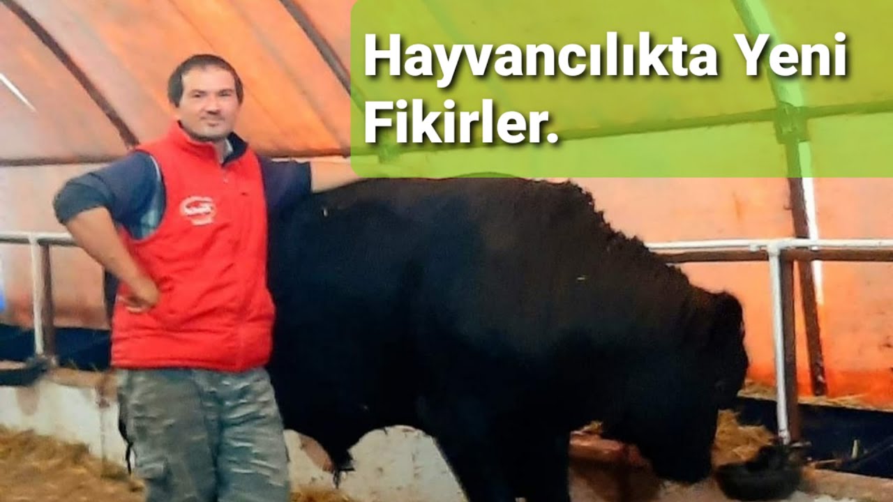 Hayvancılıkta Yeni Fikirler Bu İste Kazanc Var. #angus#merahayvancılığı#büyükbaş #tuncaykaygın