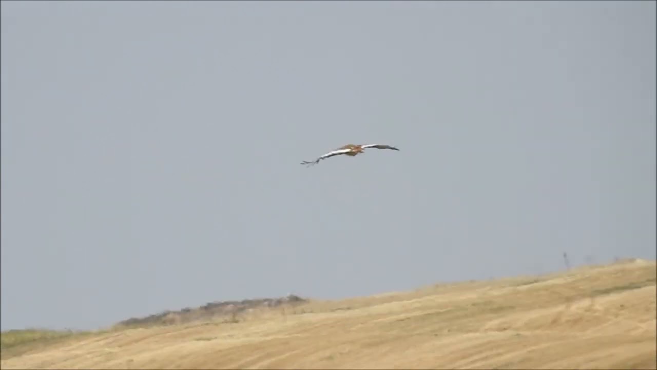 Vídeo  Macho de avutarda  Monte Nuevo  Villaffruela    2 de agosto 2025