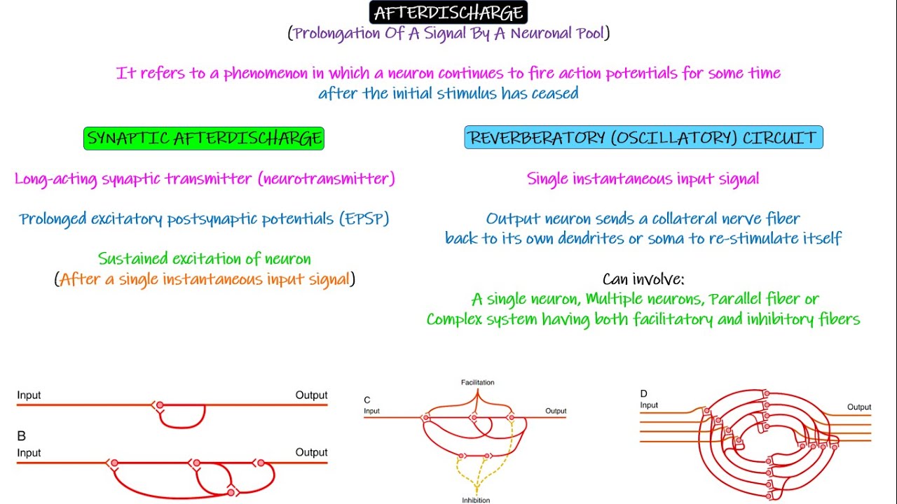 After discharge. Stability of neuronal circuits. Chapter 47 part 6. Guyton and Hall Physiology.